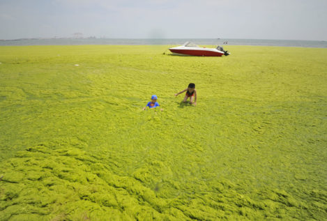 Las algas invaden las playas de China