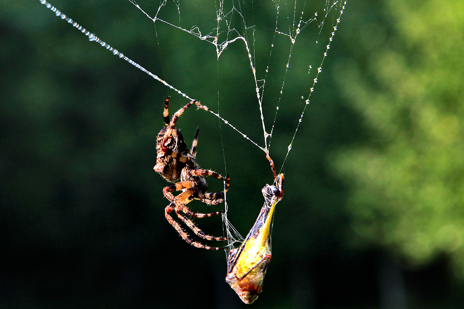 Las arañas usan la comida para ligar