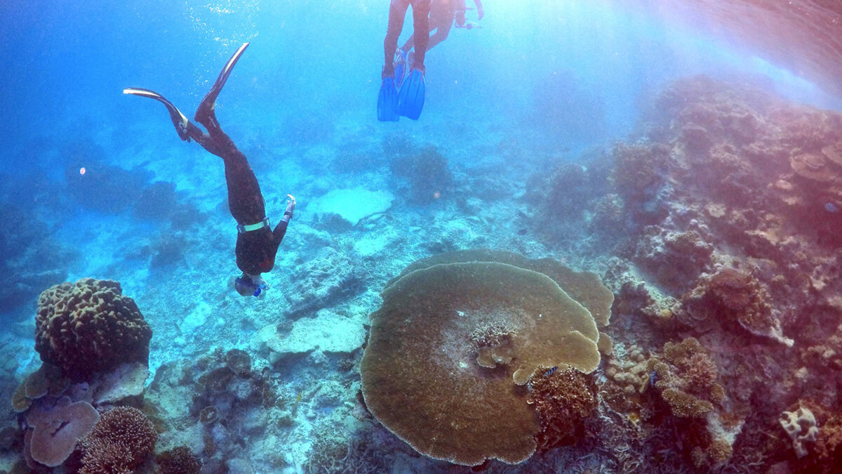 La Unesco decidirá si mantiene a la Gran Barrera de Coral en la lista de lugares en peligro