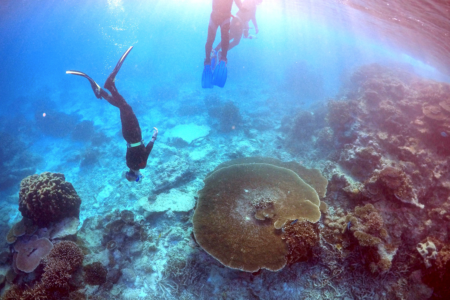 La Unesco decidirá si mantiene a la Gran Barrera de Coral en la lista de lugares en peligro