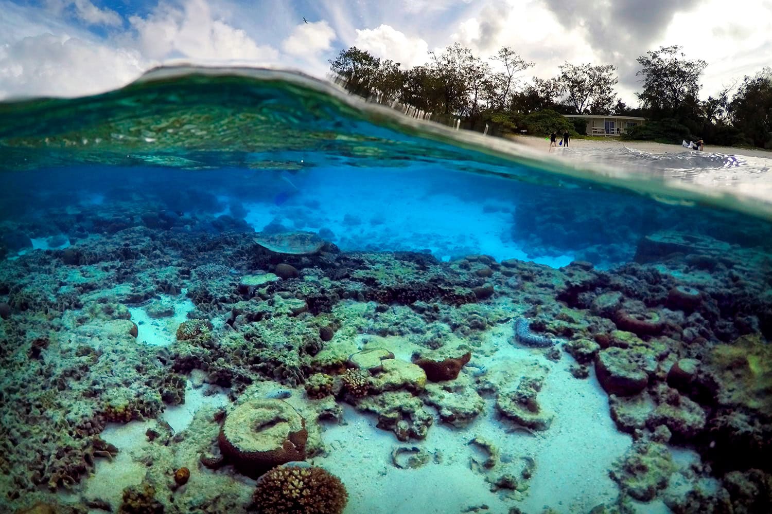 La Gran Barrera de Coral de Australia, en peligro de extinción