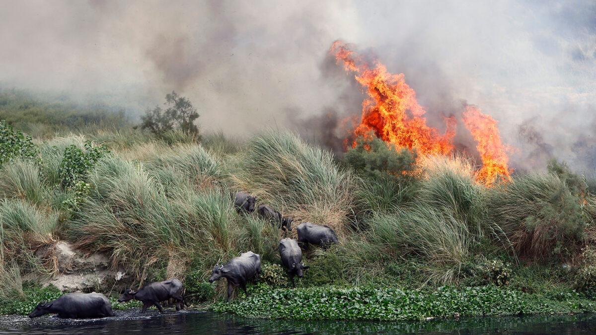 La ola de calor afecta a los animales