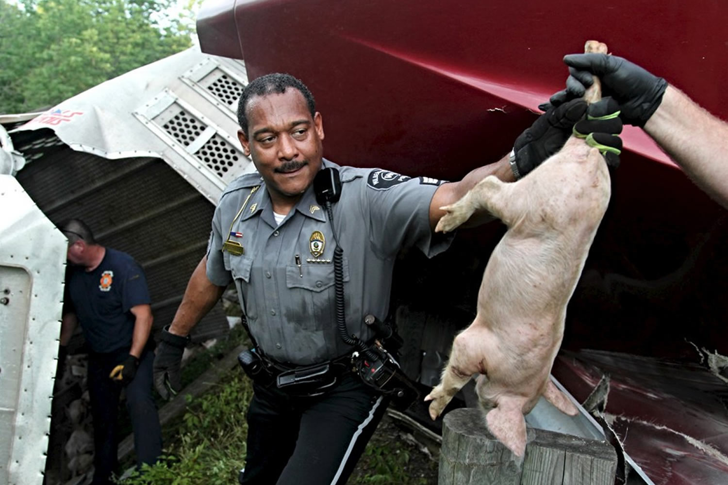 Más de 2000 cerdos huyen por una autopista de Ohio tras el accidente de un trailer