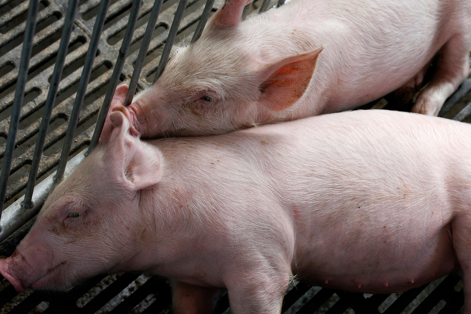 Legisladores de la UE respaldan que se prohíba terminantemente la clonación de animales