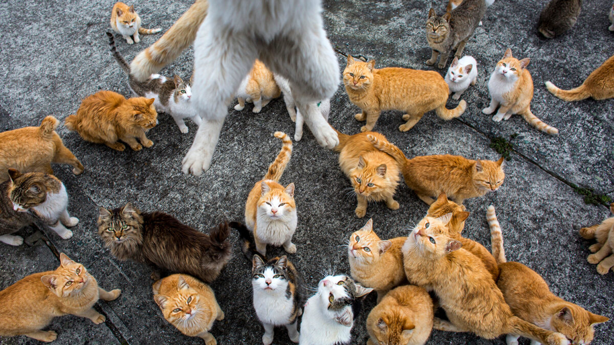 ¿Por qué los gatos suelen caer de pie?