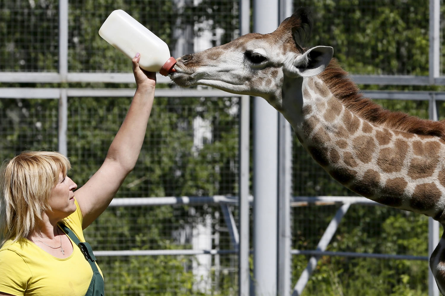La primera jirafa alimentada con éxito con biberones después de que su madre se negara a hacerlo