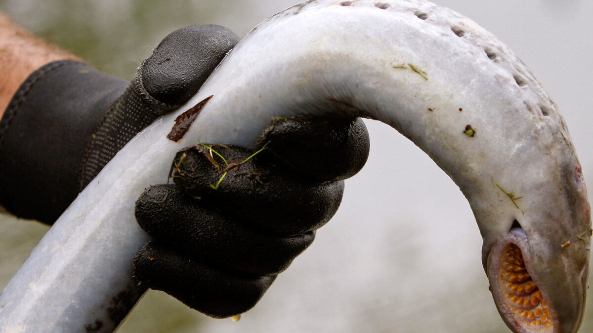 Lluvia de «peces vampiro» en Alaska