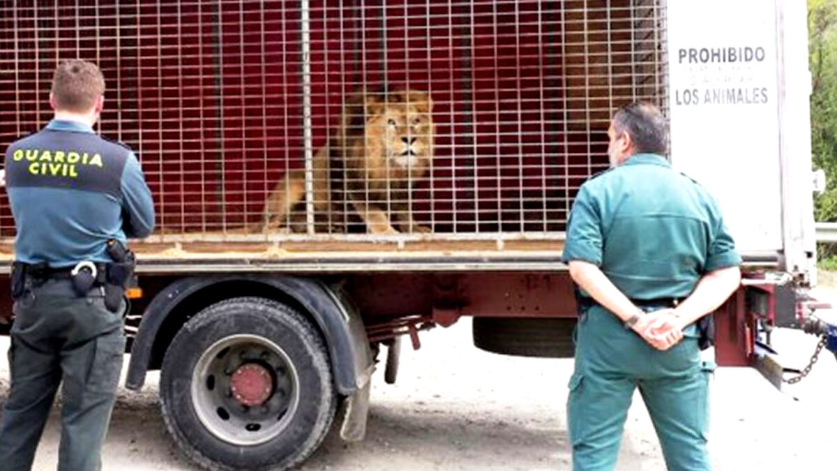 La policía incauta cuatro leones, una cobra india, un escorpión, y más de 100 tortugas mora