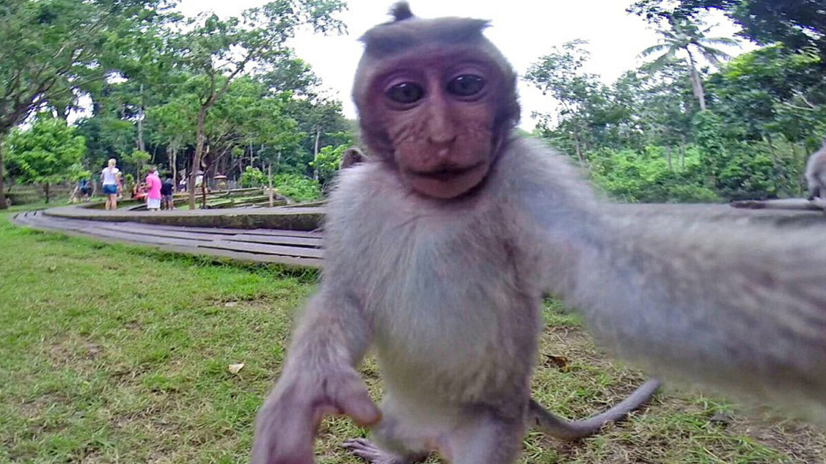 Un macaco roba una cámara GoPro y se hace un «selfie»