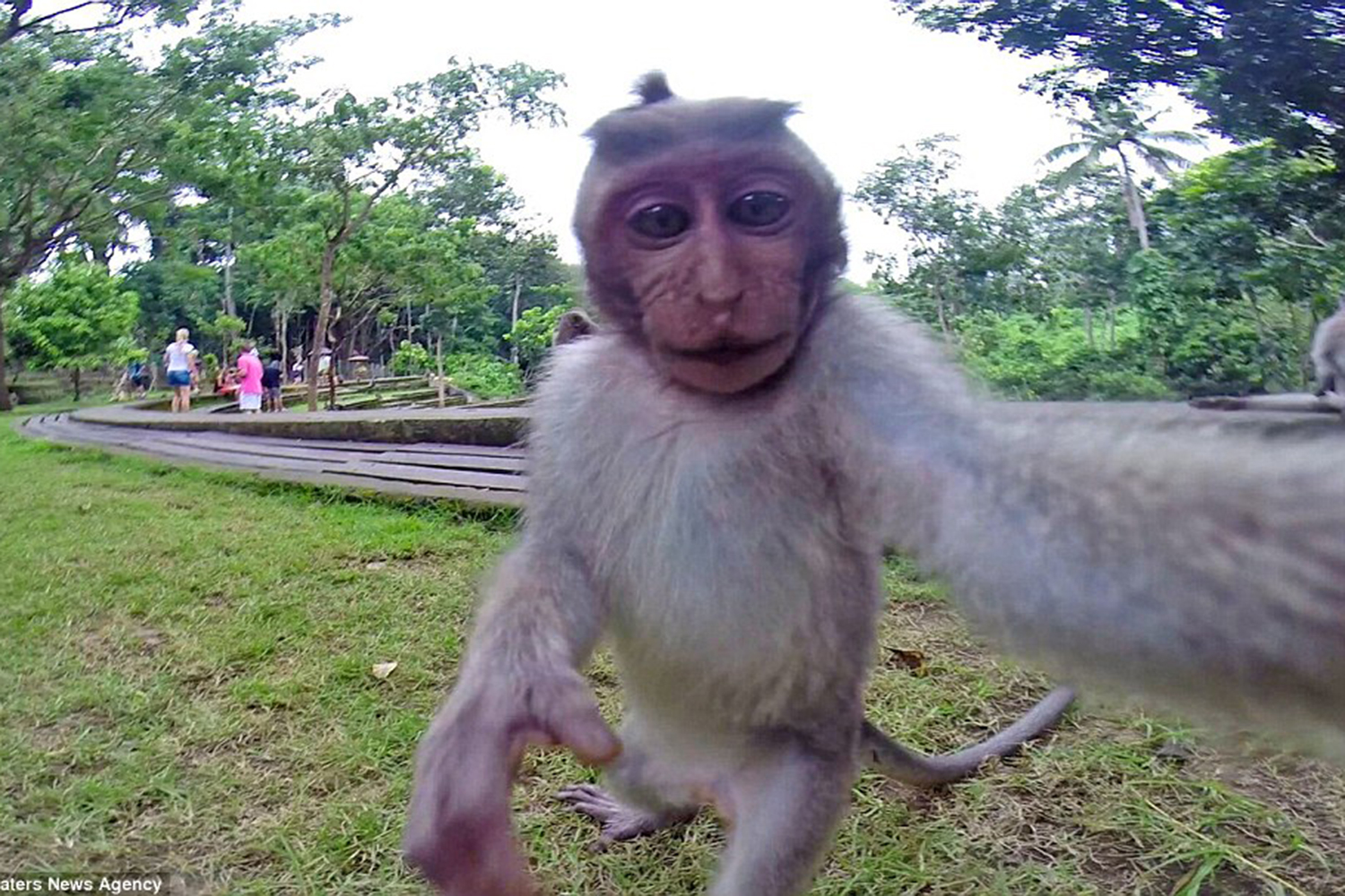 Un macaco roba una cámara GoPro y se hace un "selfie"