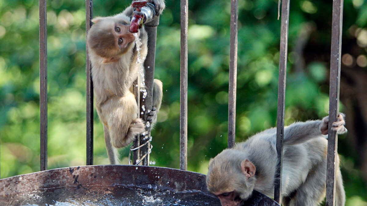 Los chimpancés de la selva de Guinea consumen alcohol casi a diario