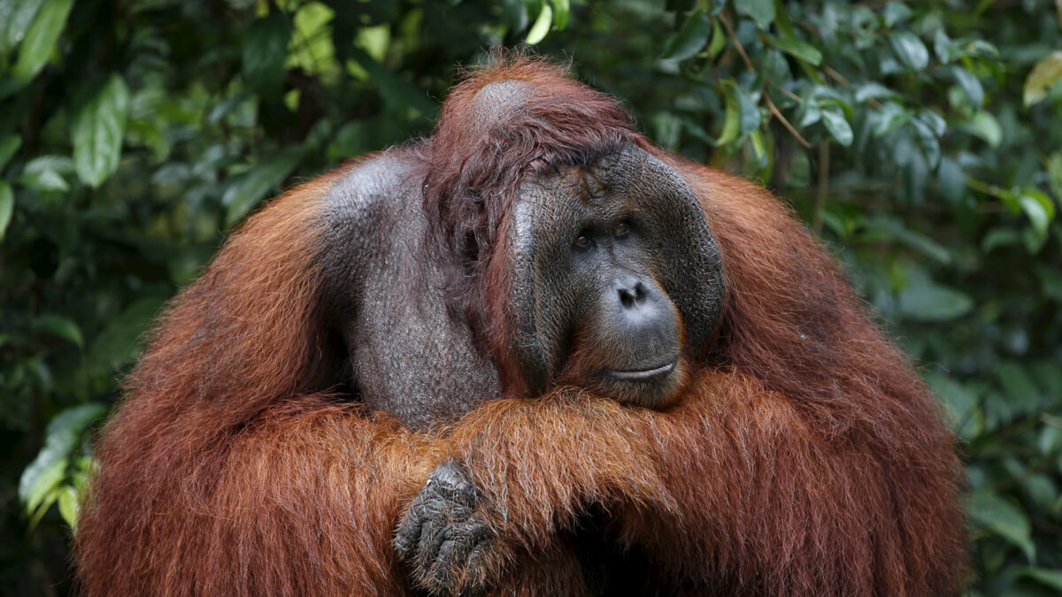 Los orangutanes se extinguirán en menos de 20 años