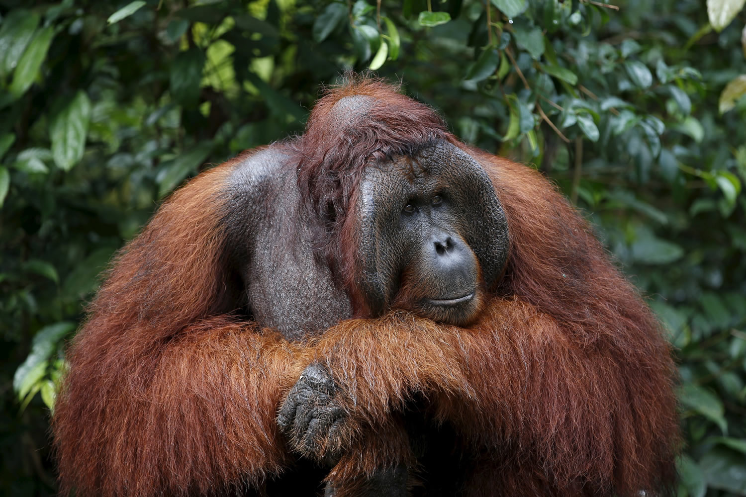 Los orangutanes se extinguirán en menos de 20 años