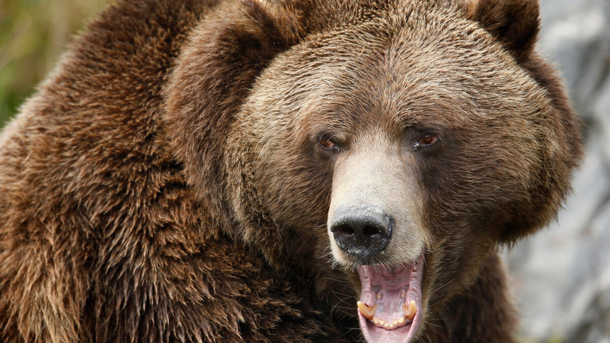 Un hombre herido tras ser atacado por un oso pardo en Cantabria