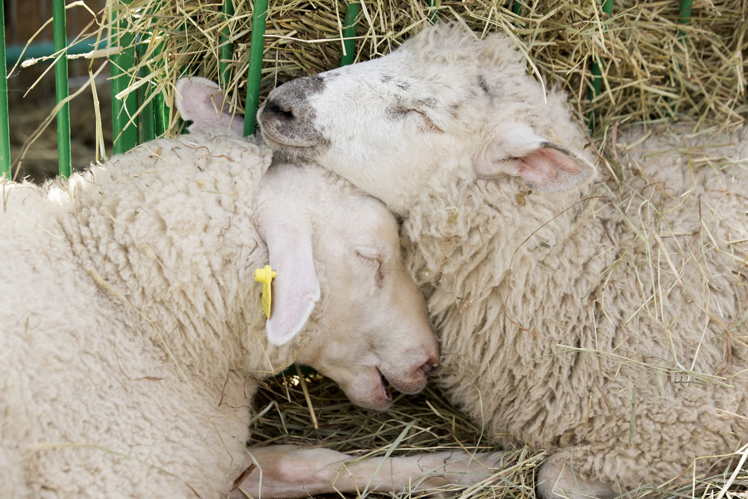 Las ovejas se pueden enamorar y hacer amigos