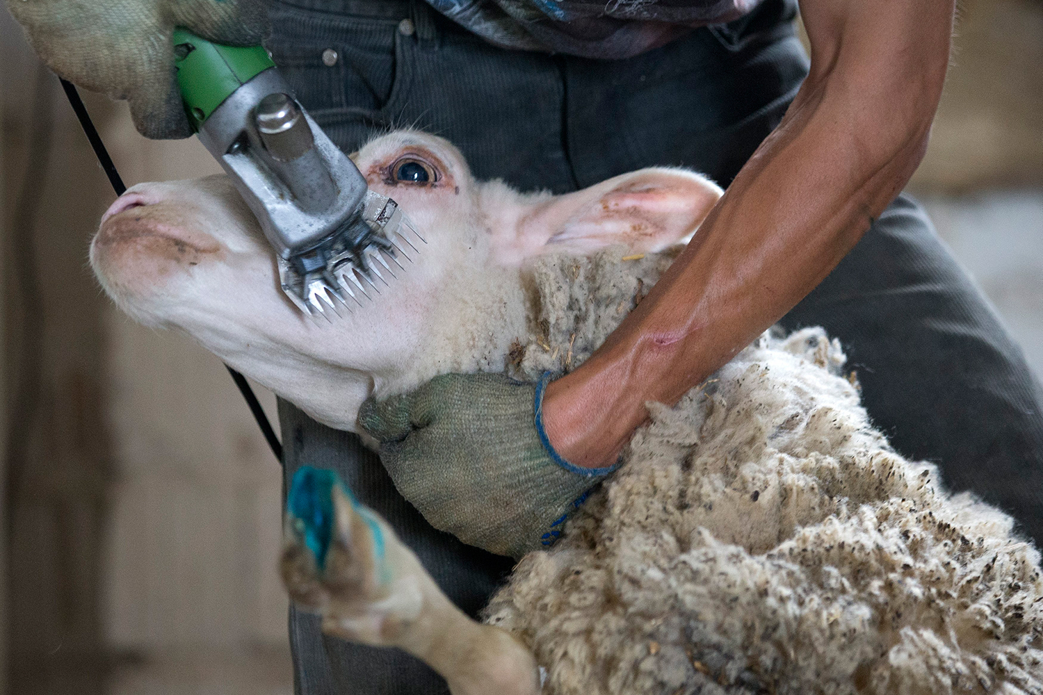 Así se obtiene la lana de una oveja