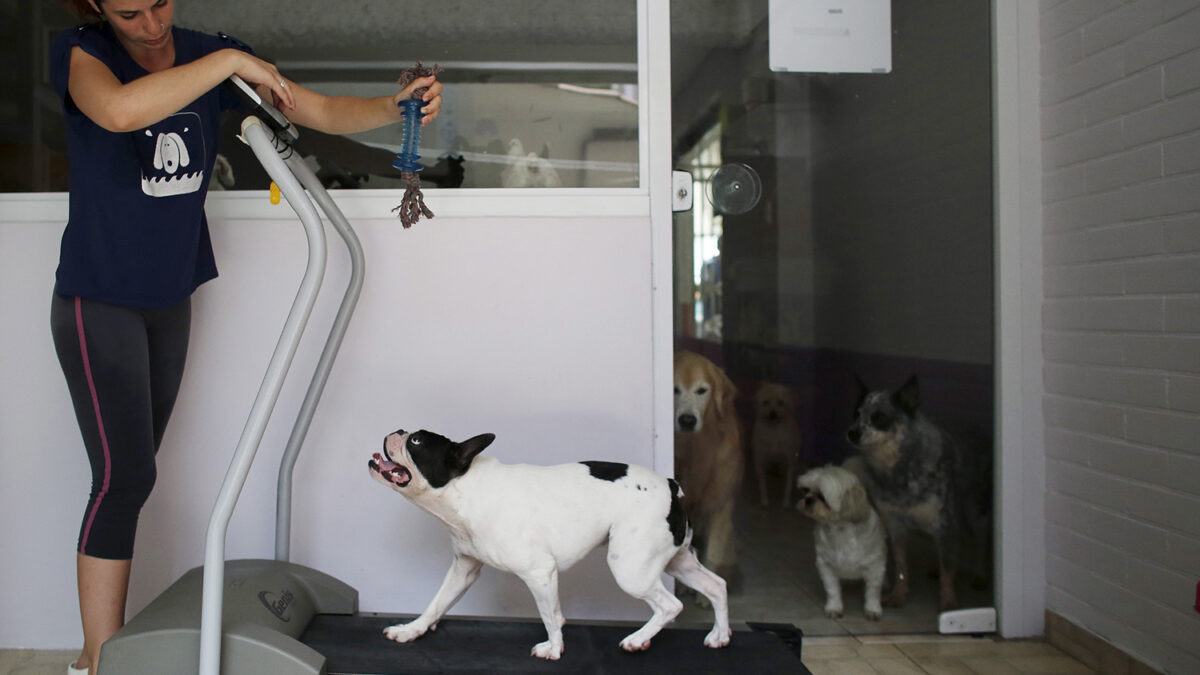 En Brasil hay más perros que niños