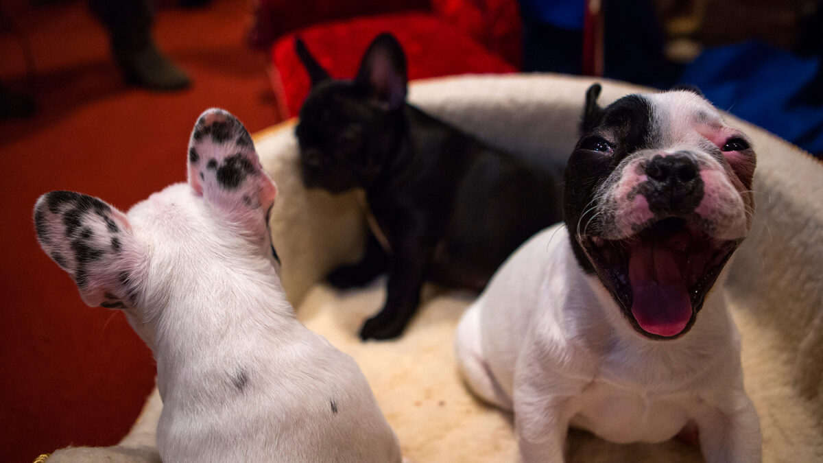 Los perros bostezan si ven hacerlo a su dueño