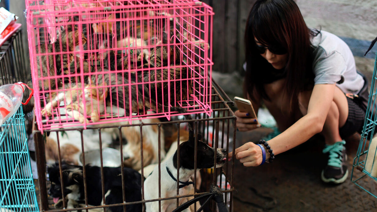 Una china paga para evitar que un centenar de perros sean comidos en un festival