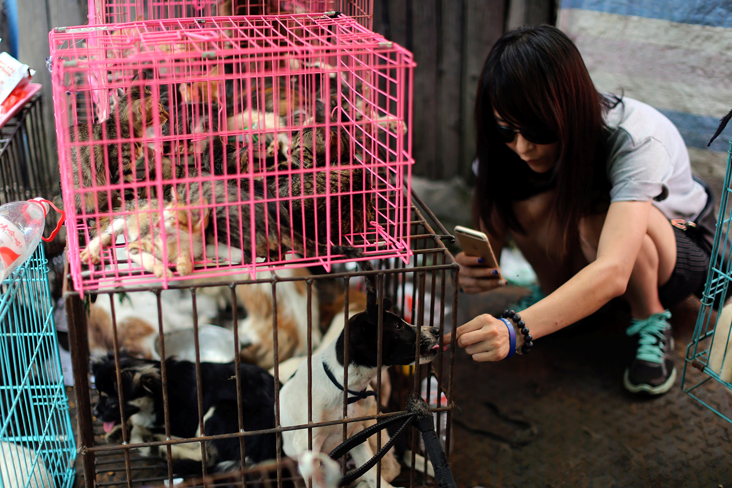 Una china paga para evitar que un centenar de perros sean comidos en un festival