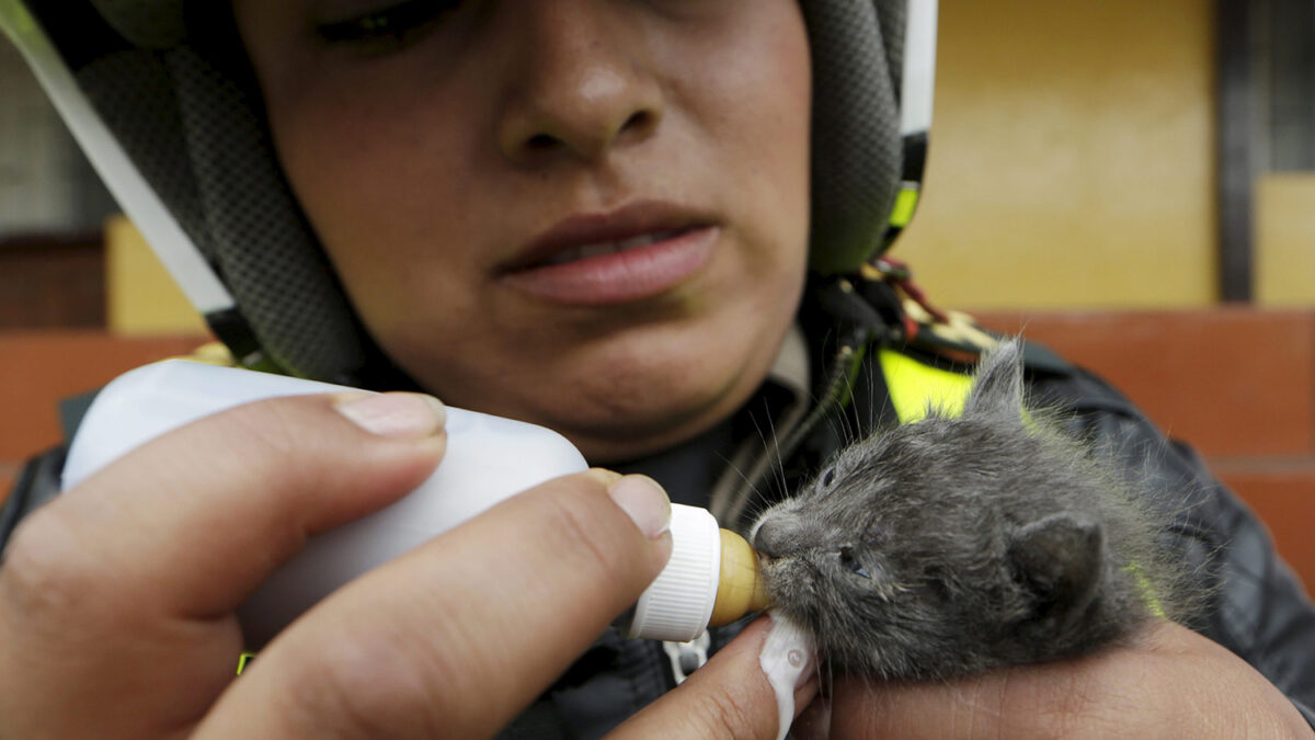 Una división policial que rescata a animales abandonados