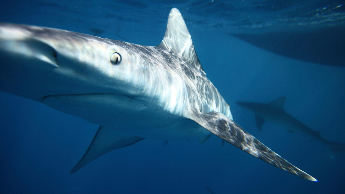 Dos menores pierden un brazo tras ser atacados por varios tiburones