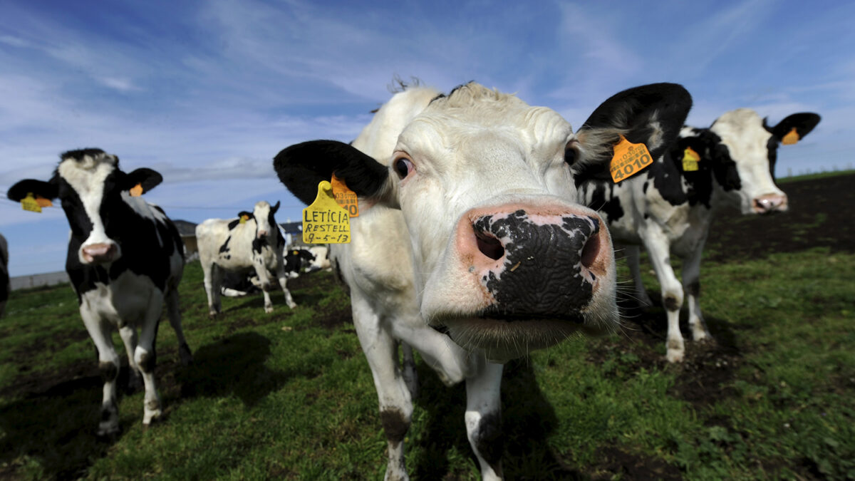 Nueve empresas lecheras en España han sido multadas por pactar el precio de la leche