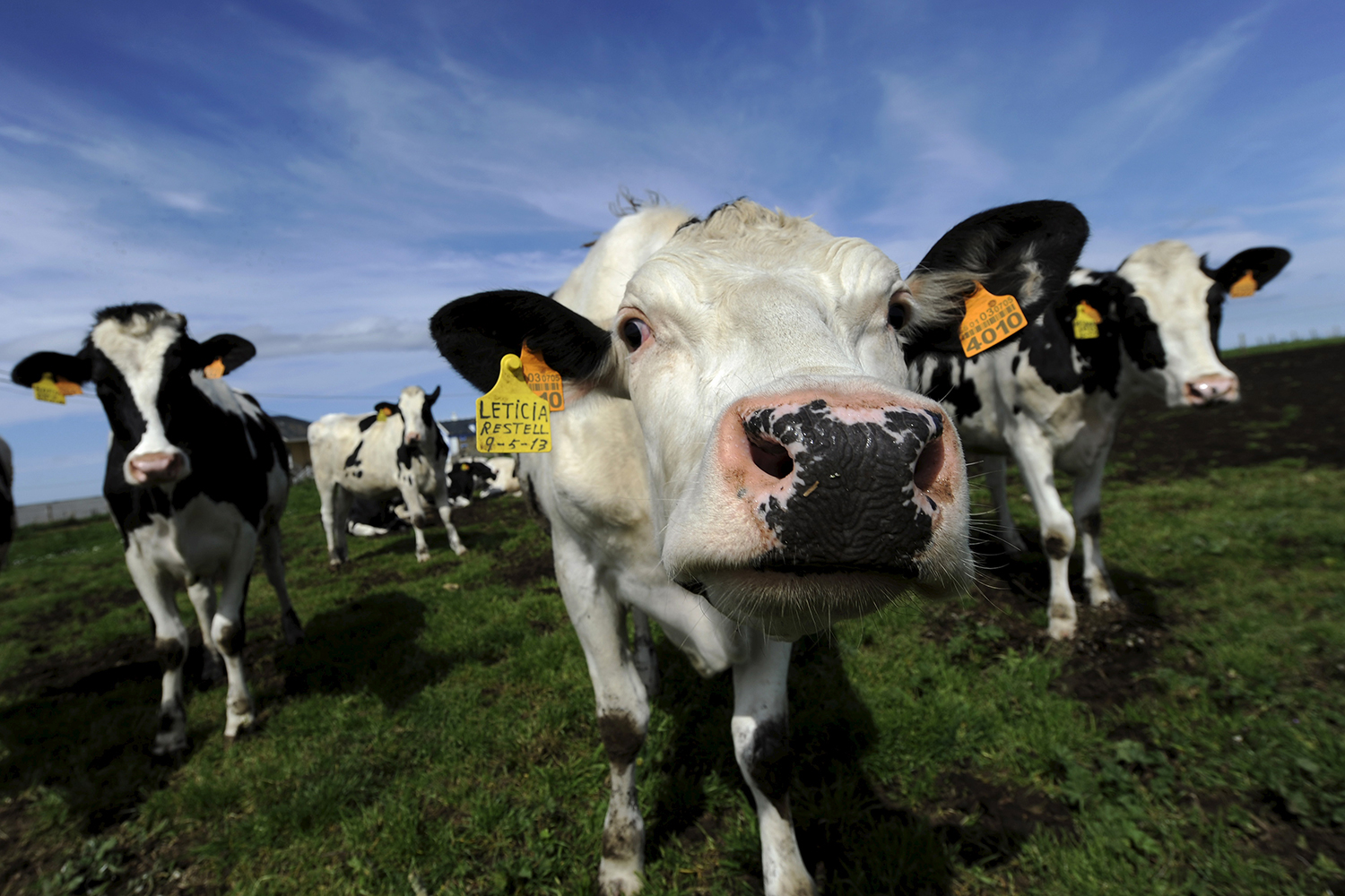 Nueve empresas lecheras en España han sido multadas por pactar el precio de la leche