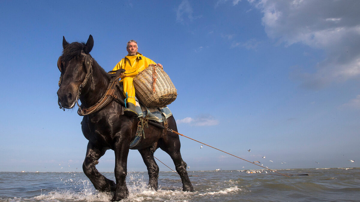 Así se pescan camarones desde lo alto de un caballo