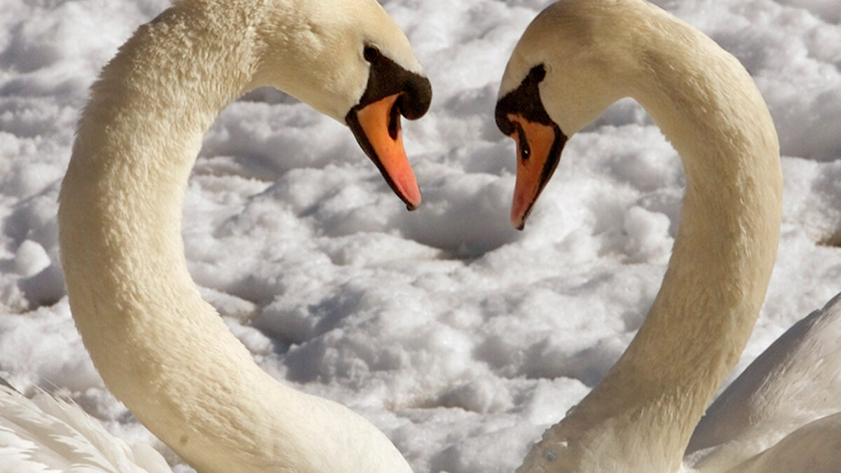 Las parejas de cisnes se aman para toda la vida