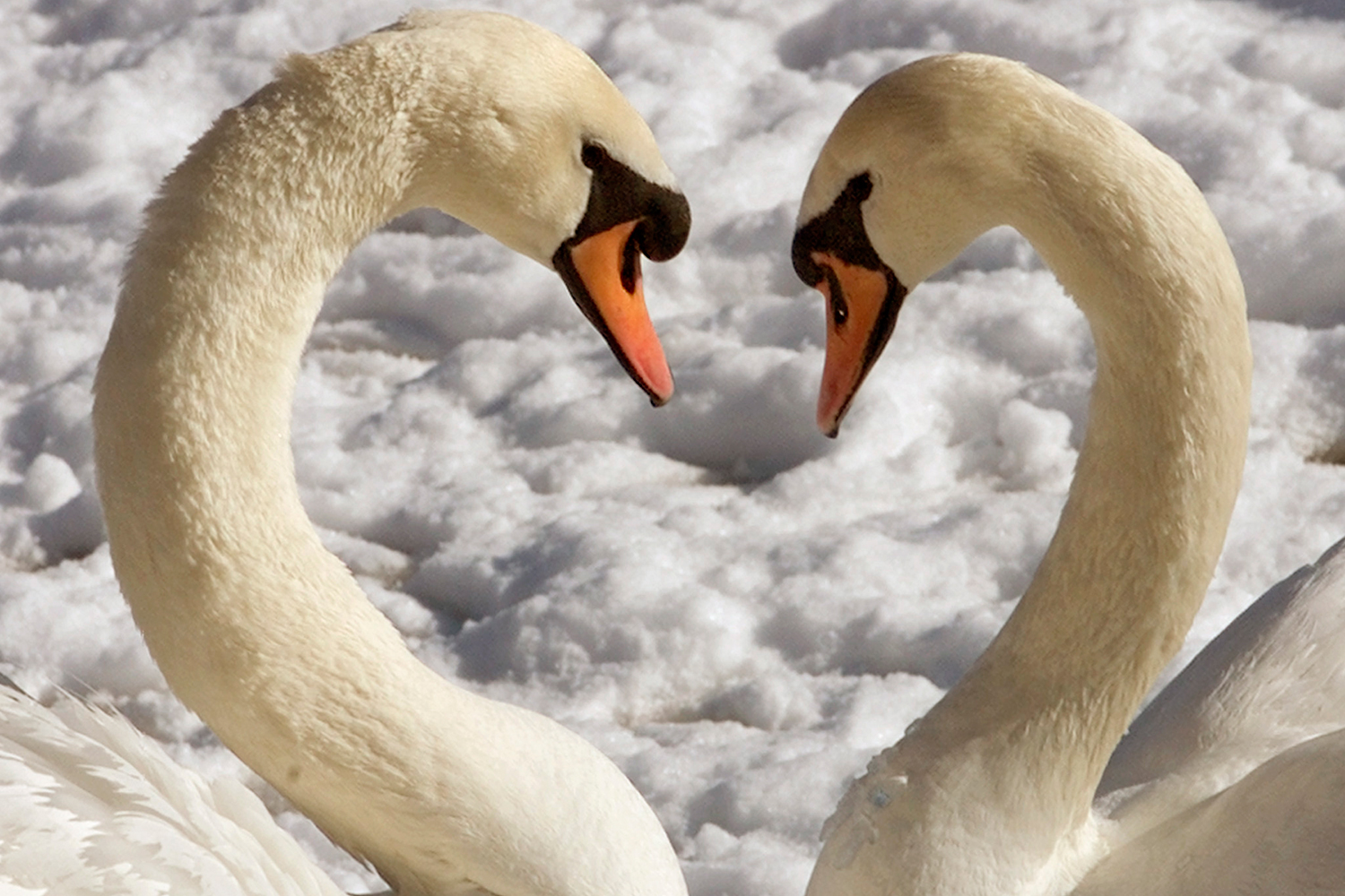 Las parejas de cisnes se aman para toda la vida