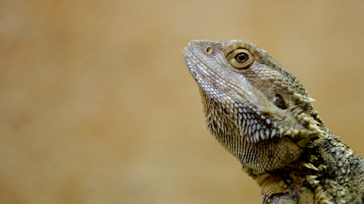 El calor convierte a los dragones barbudos… en hembras