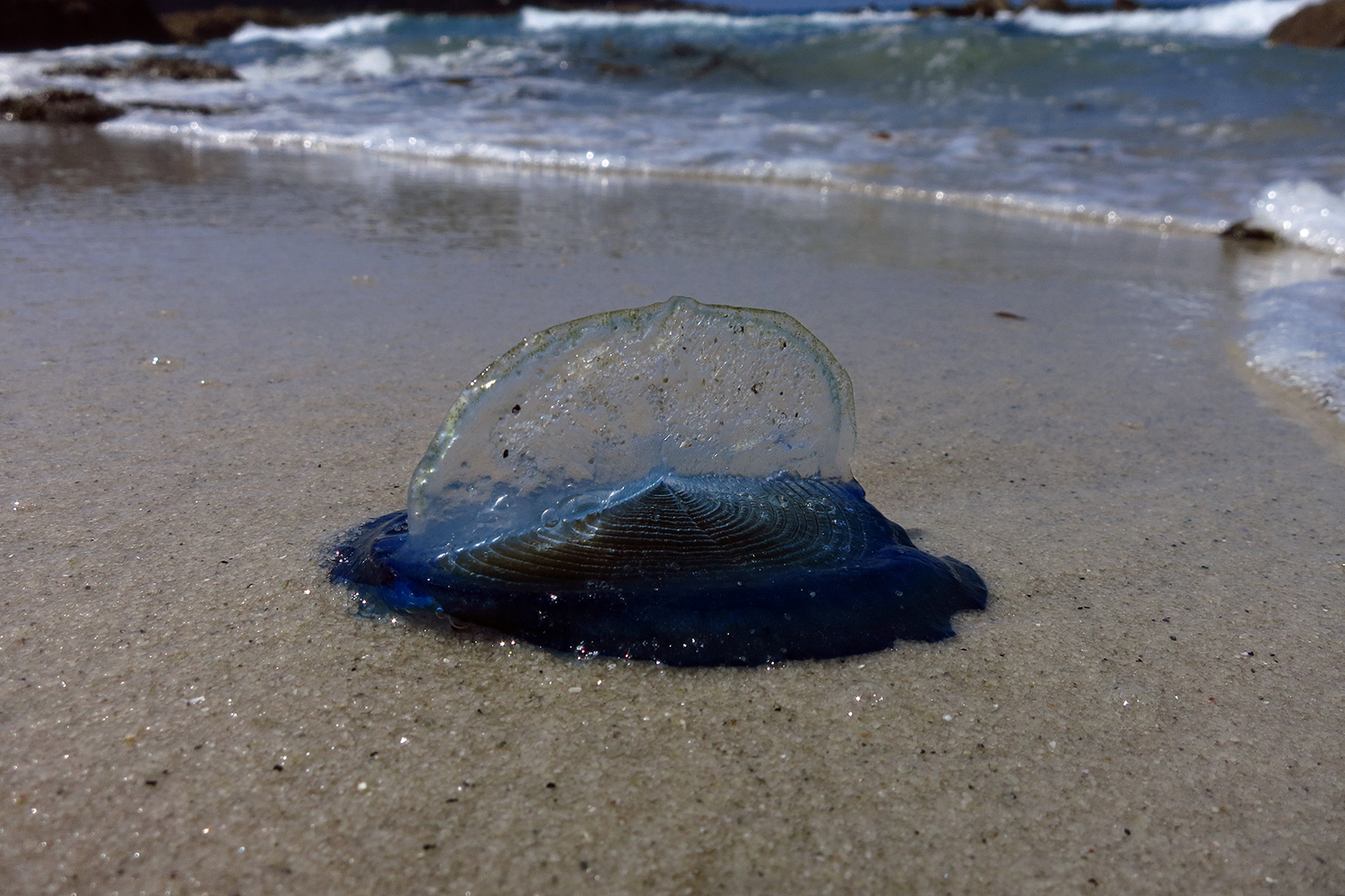 Lo que realmente hay que hacer si te pica una medusa