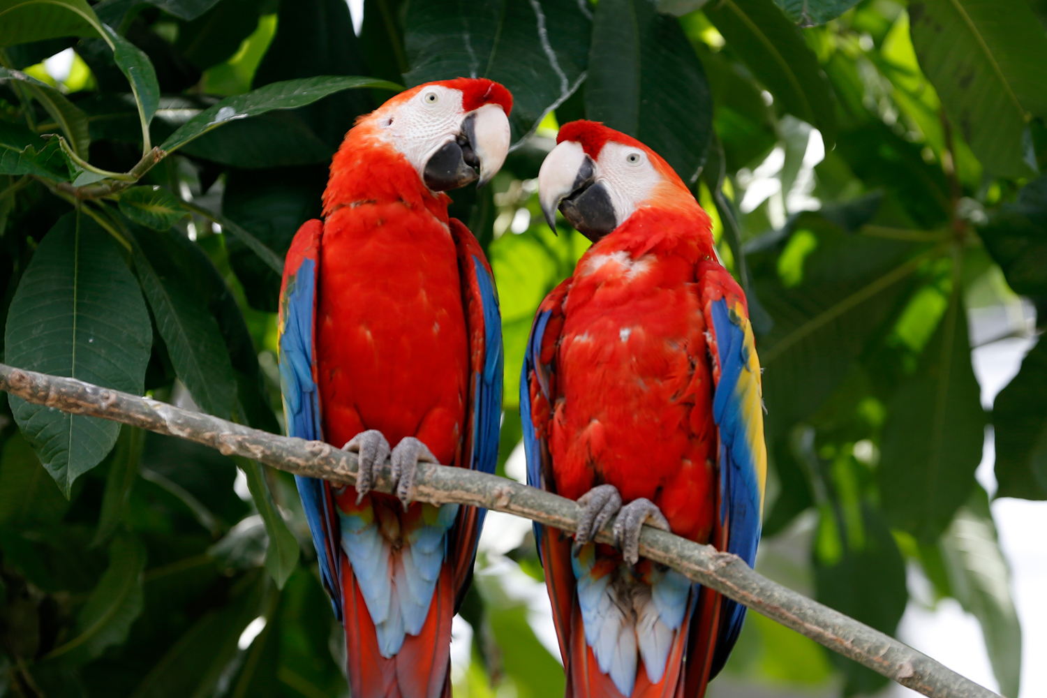 ¿Por qué los papagayos son tan buenos imitando voces?