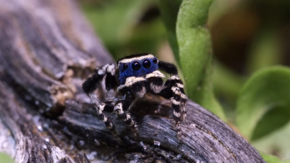 Descubren la araña «más bella» del planeta