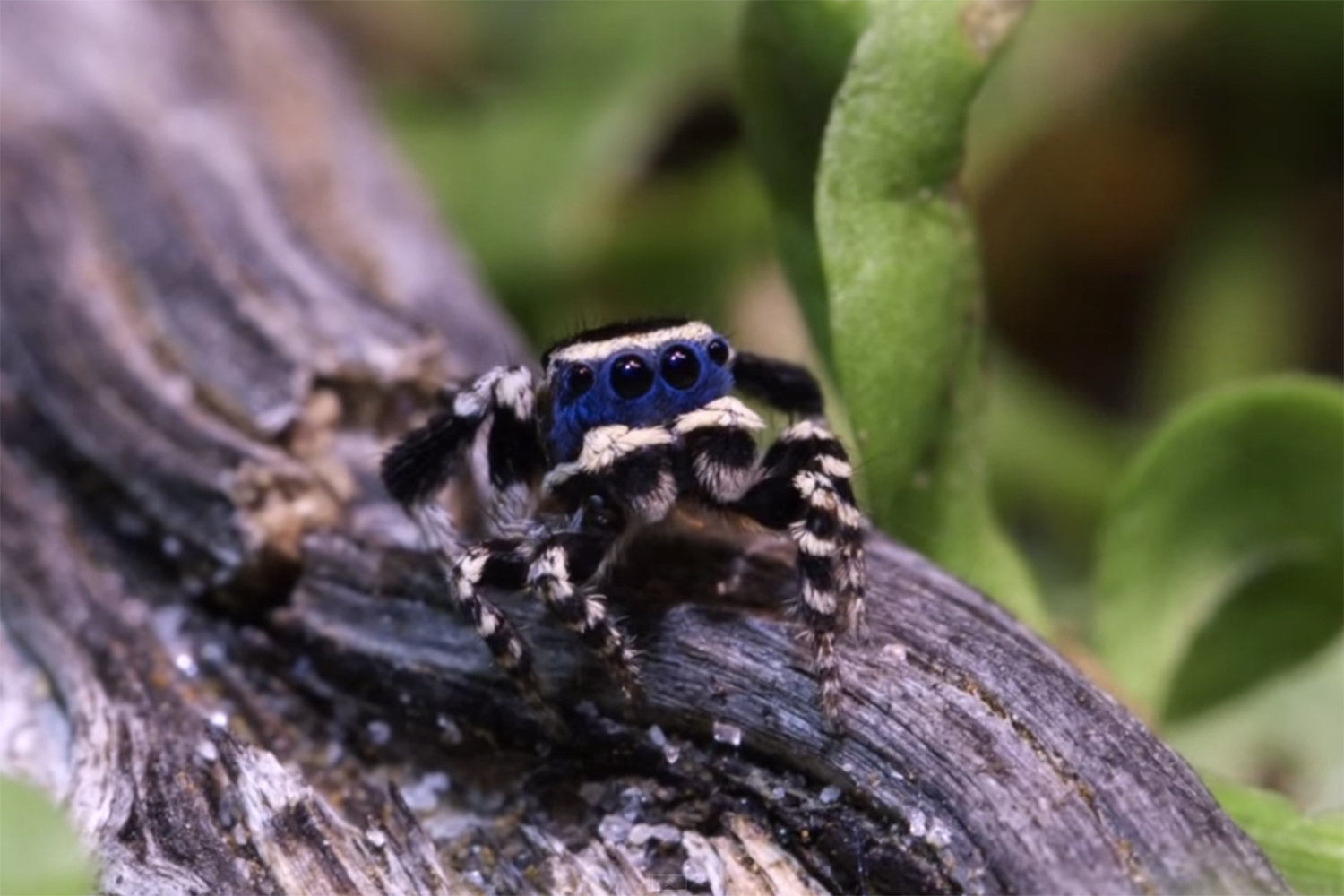 Descubren la araña «más bella» del planeta