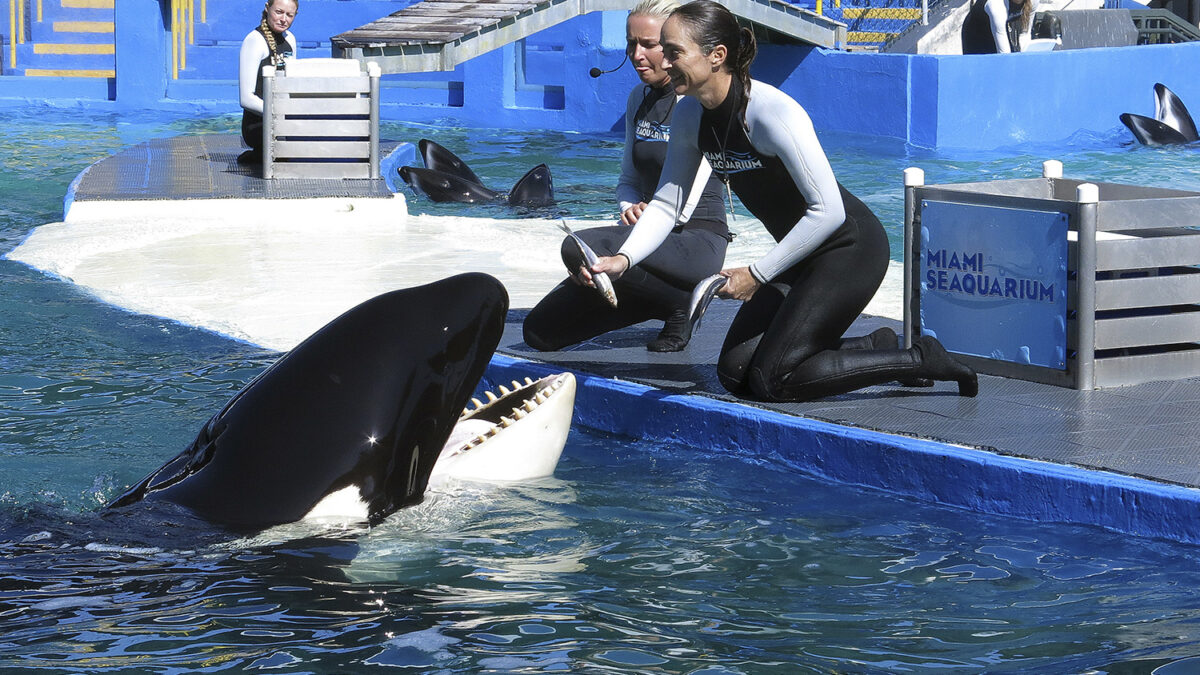 Empresarios quieren terminar con las décadas de cautiverio de la orca Lolita