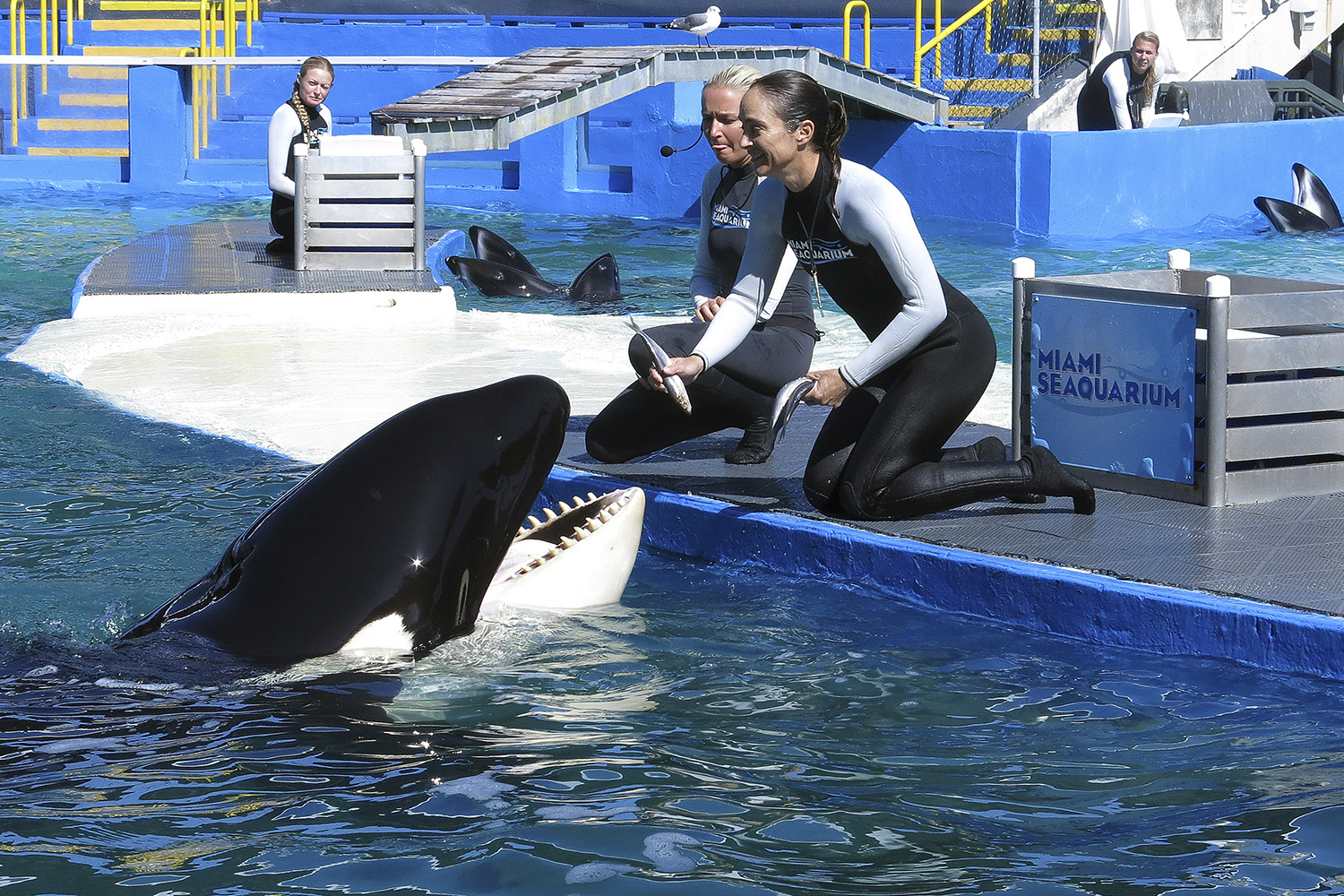 Empresarios quieren terminar con las décadas de cautiverio de la orca Lolita