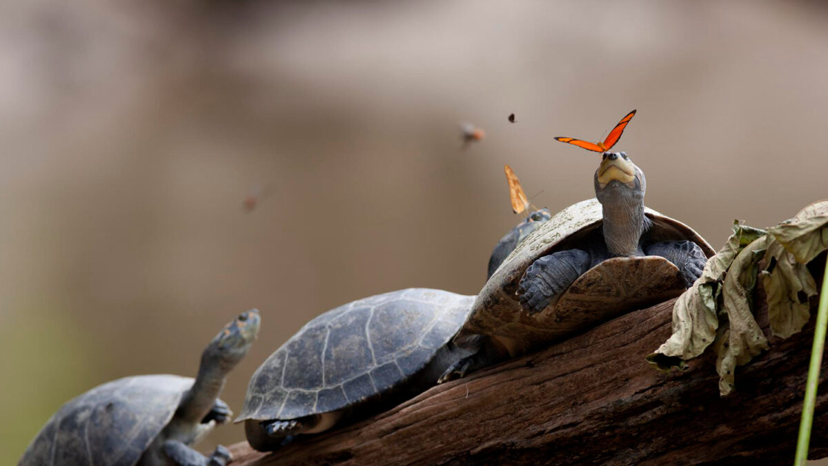 Las mariposas que se alimentan bebiendo las lágrimas de las tortugas