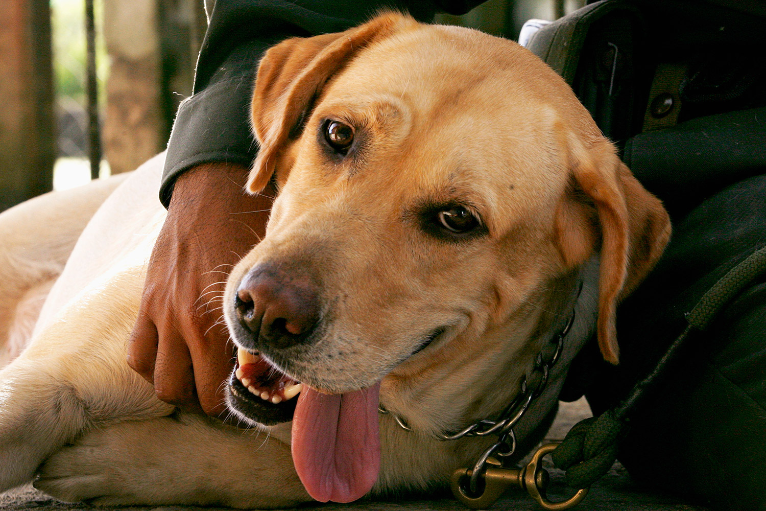 Una perra llama a emergencias para salvar la vida de su dueña ciega