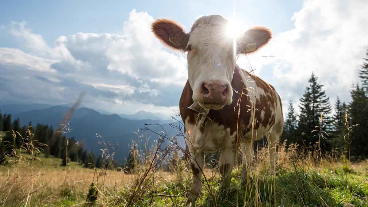 Provacuno lanza una app para medir la huella de carbono del vacuno de carne en España