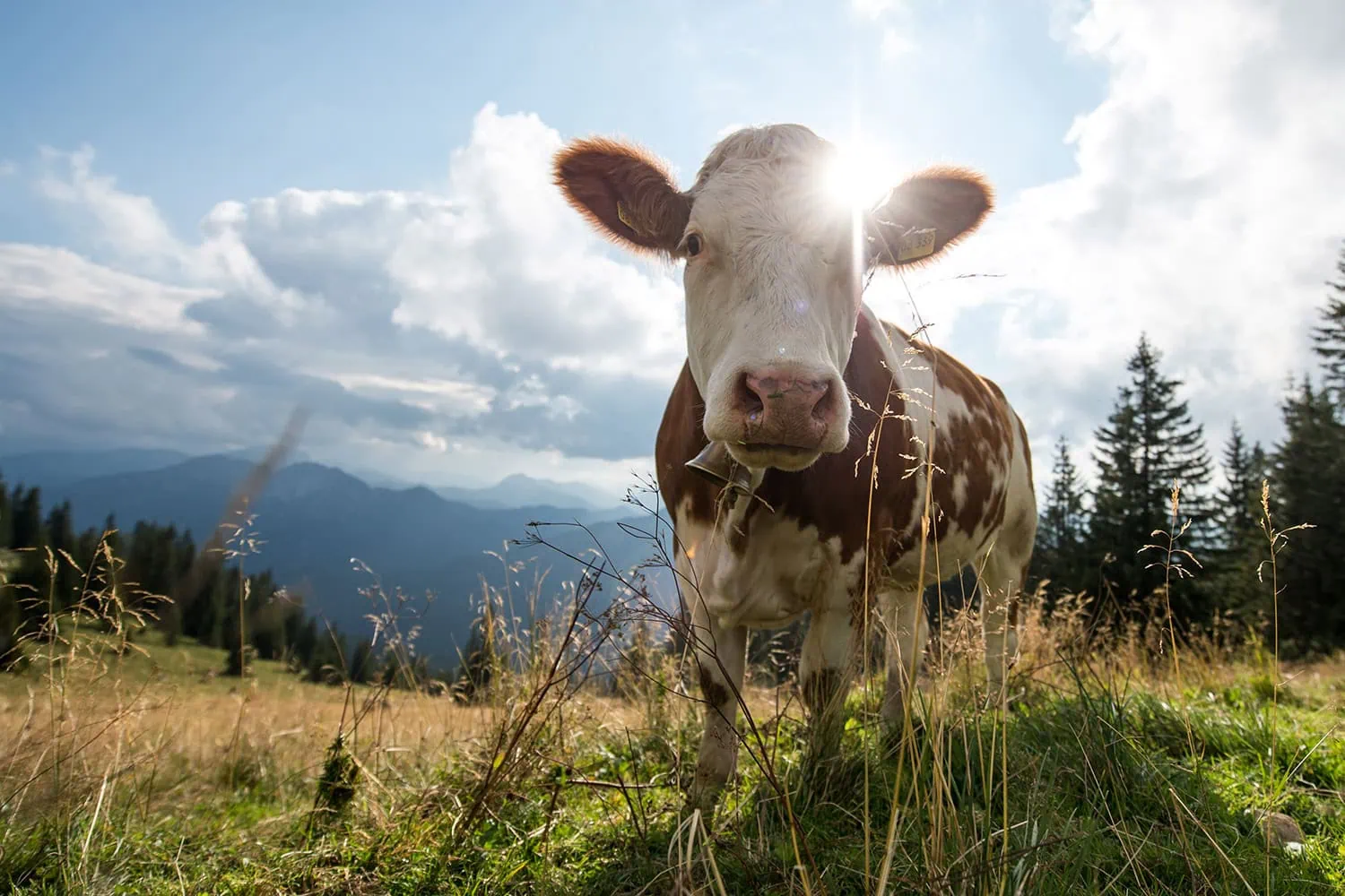 Provacuno lanza una app para medir la huella de carbono del vacuno de carne en España