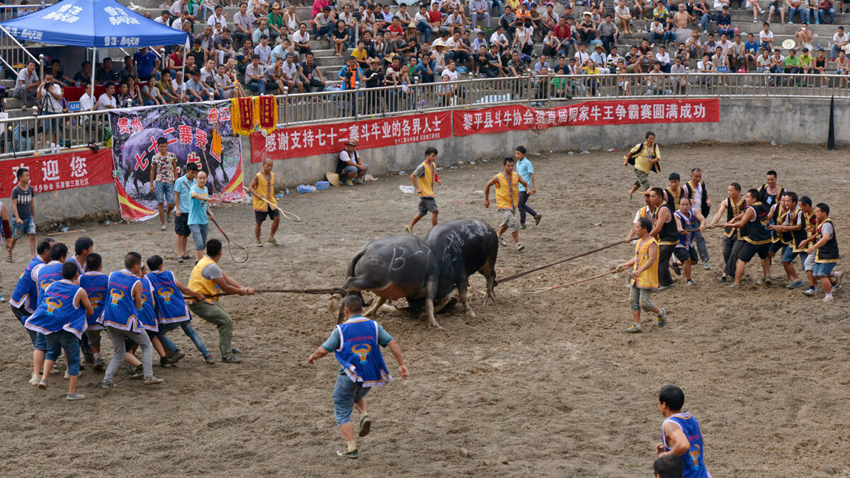 El pueblo chino de Dong celebra celebra sus milenarias corridas de toros