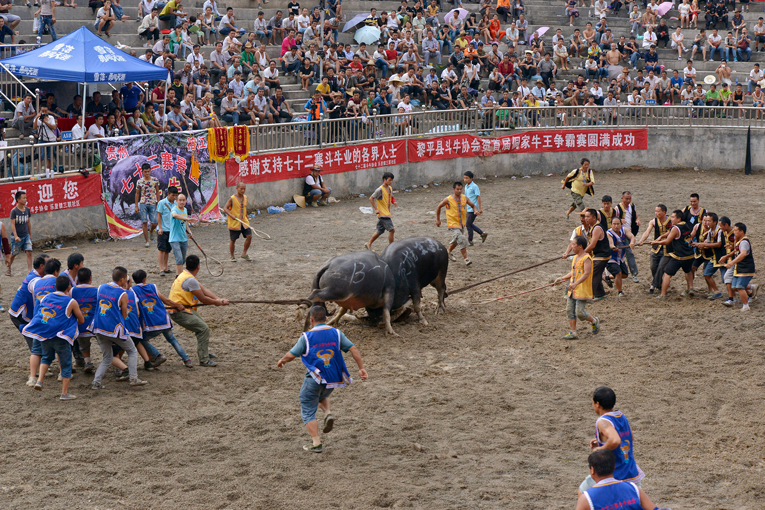 El pueblo chino de Dong celebra celebra sus milenarias corridas de toros