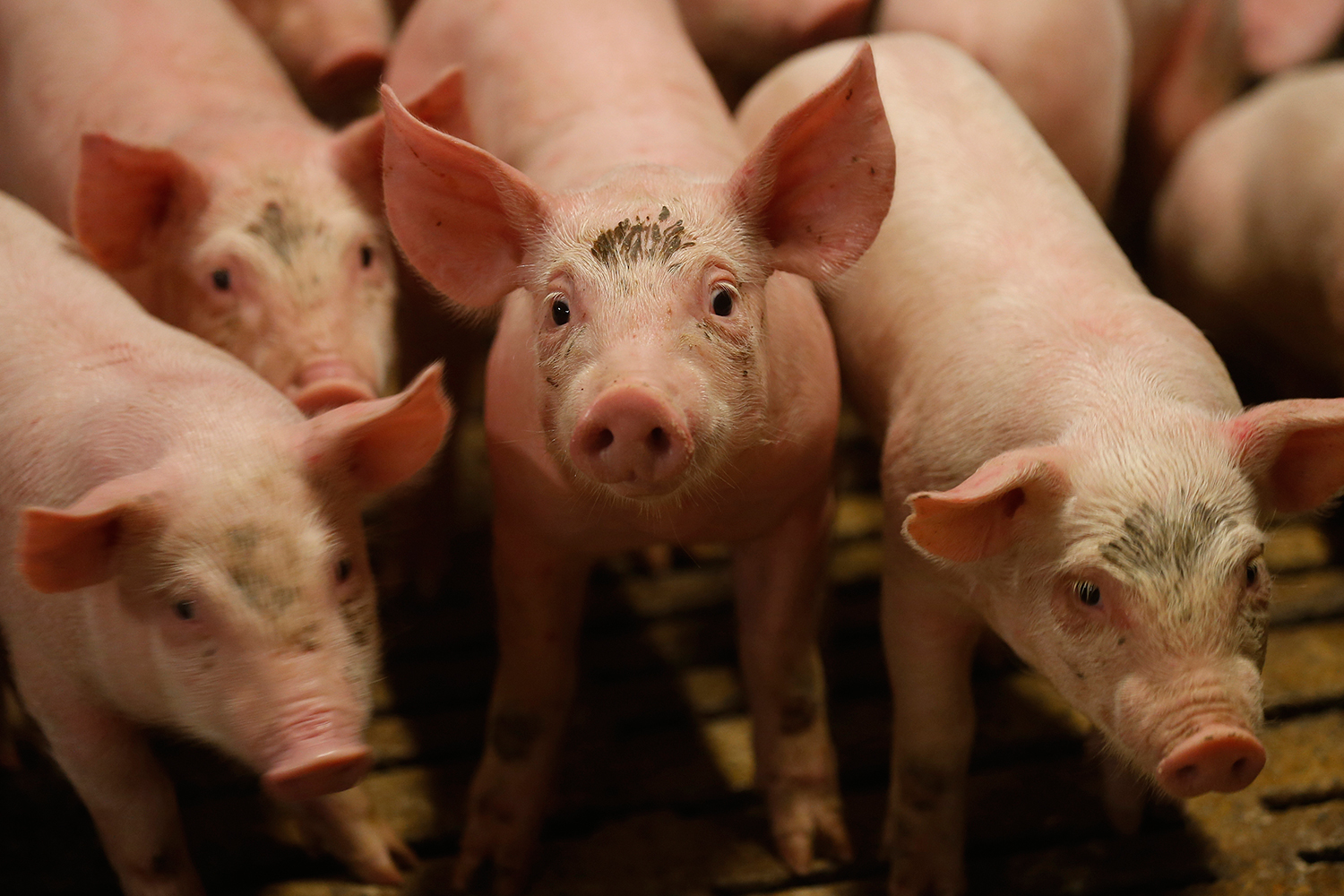 Unos científicos disparan a cerdos en la cabeza para estudiar las salpicaduras de sangre