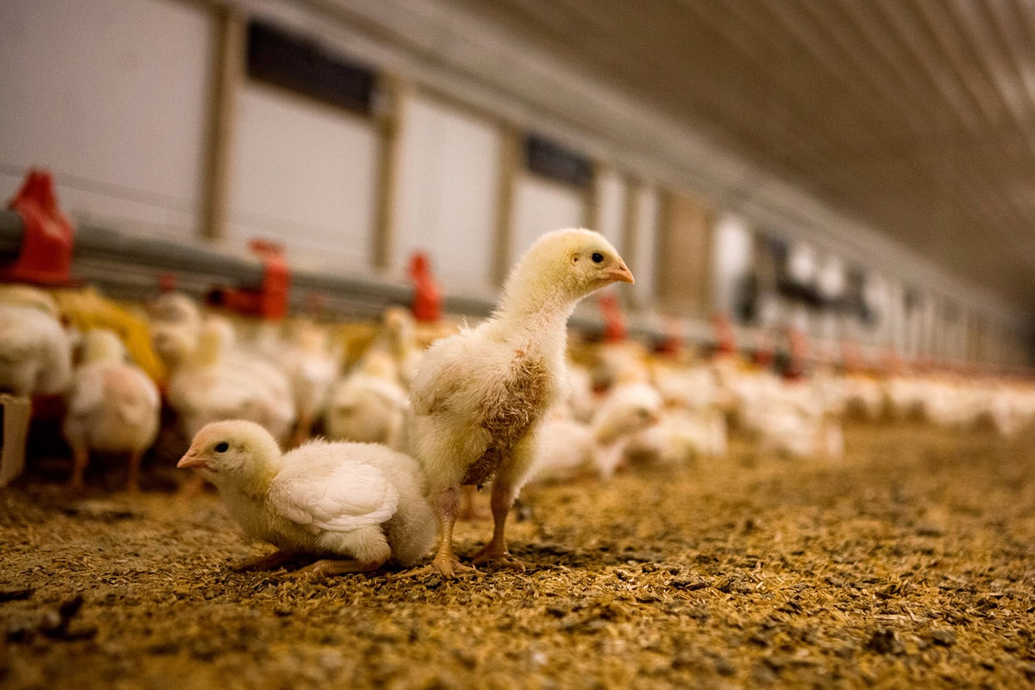 McDonald’s apuesta porque en 2025 sus pollos se críen sin jaulas