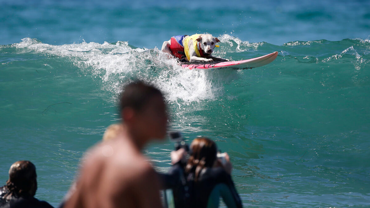 Los perros surferos conquistan las playas de Los Ángeles