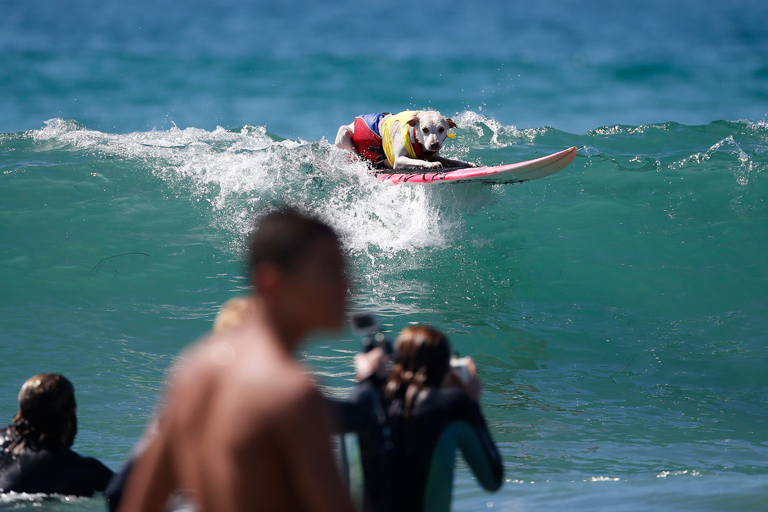 Los perros surferos conquistan las playas de Los Ángeles