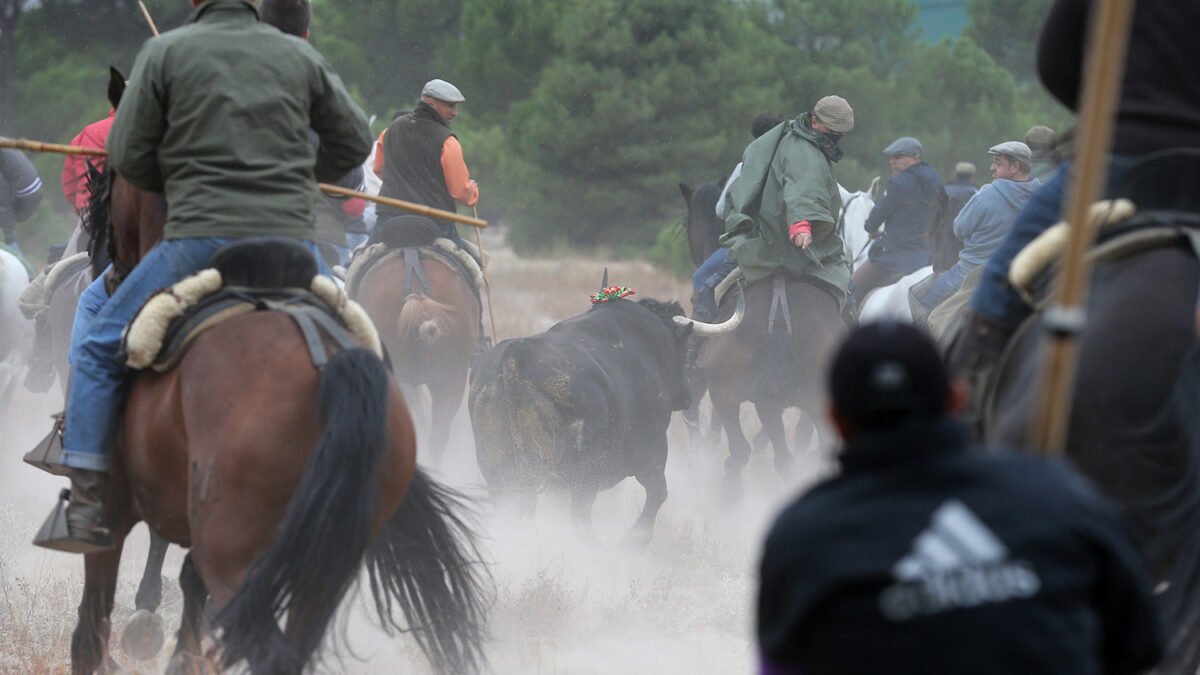 Declaran nulo el torneo del Toro de la Vega