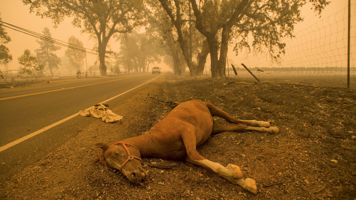 El humo tras los incendios de California amenaza al corazón de los ciudadanos